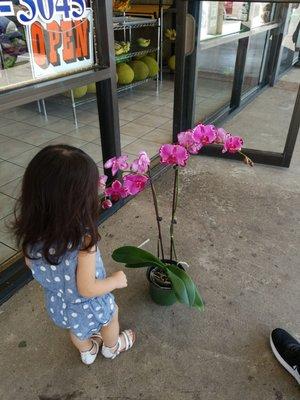 $18 for this huge orchid