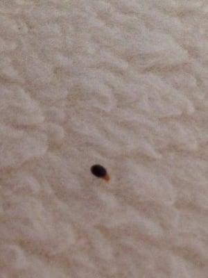 This is what I found in my bed at the Lauderdale beachside hotel.. Bed Bugs.