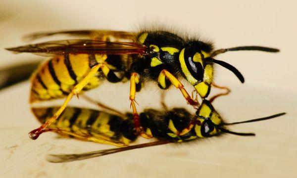 Yellow Jacket is a form of wasp. They are aggressive. Yellow Jackes build their nest in the ground. Bite Away can help you get rid of these