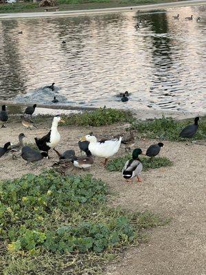 Duck and geese pond