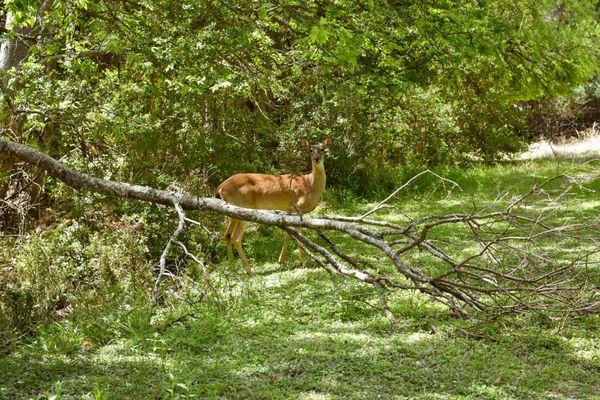 More deer around the property. My favorite part