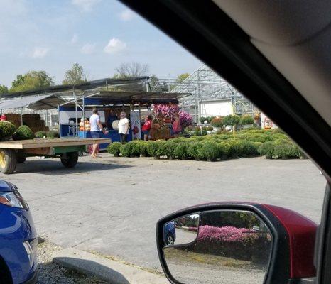 Big selection of mums that were 7.99.  9/2020