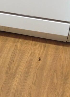 Roach in kitchen