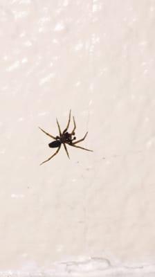 This one found on my kitchen wall, Alive obviously.