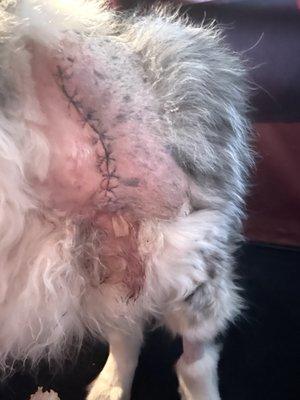 Pictures of surgery our dog required after being wounded at Dog Town Pet Spa.