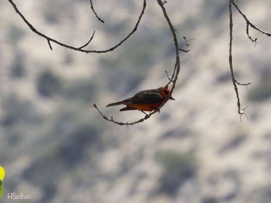 Vermillion Flycatcher