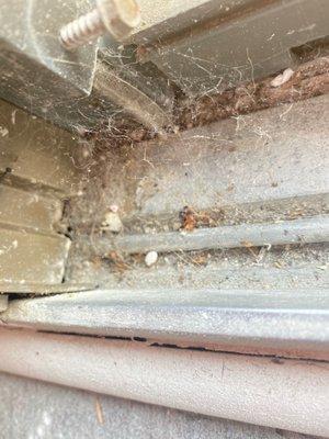 mold and spiders in the sliding door