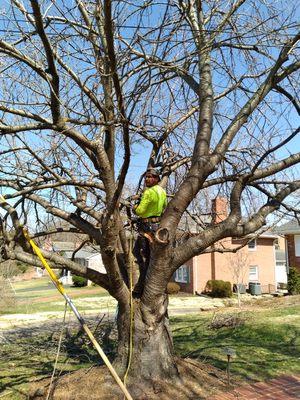 Tree trimming