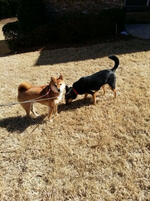 Dogs playing with their dog walker