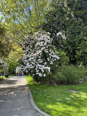 Huge rhododendron