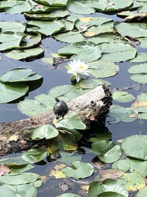 Tiny turtle and water lily in duck pond