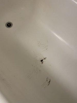 Black sludge on the bottom of my shower