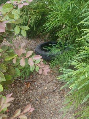 Tire in the bushes