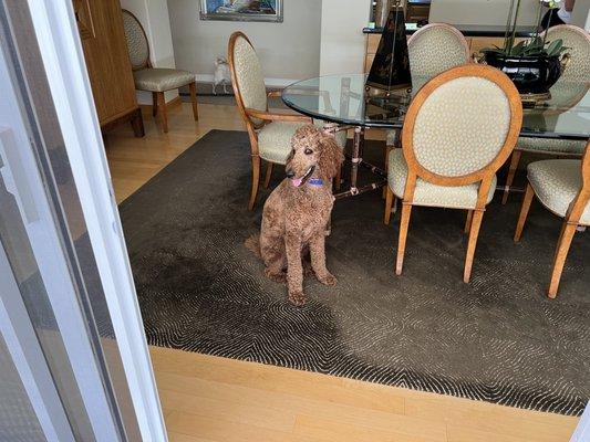 Ollie waiting for his command to come outside.