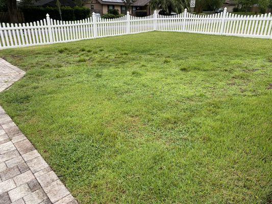 Front yard has several weeds and species of grass even though it all began with one species of grass