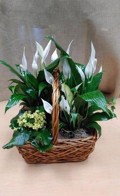 Sympathy plant basket