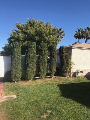 Cypress Hedging