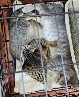 Foster felines in the bookstore (8/30/24)