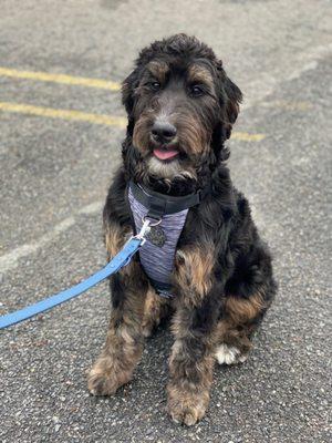 Roxy after her first cut !