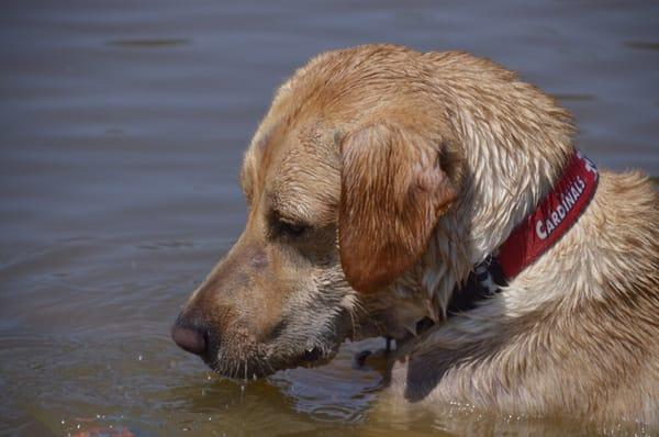 The vets at Troy Wentzville helped Mister Wilson deal with severe allergies and finally get well.