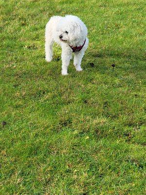 Suze enjoying a walk