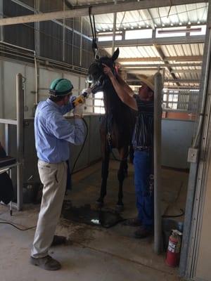 Dr. Christensen cleaning Whiskey's teeth.