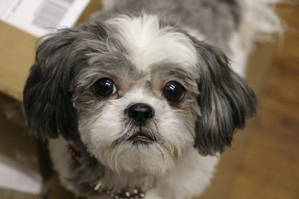 We have the cutest shop dog, Zoe!