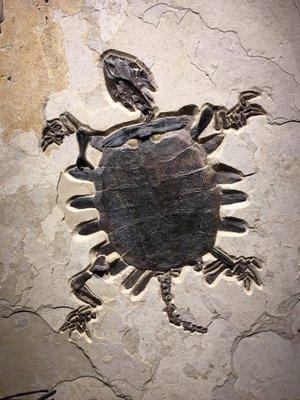 Yes or No.   50 Million year old turtle fossil. 29" very rare.