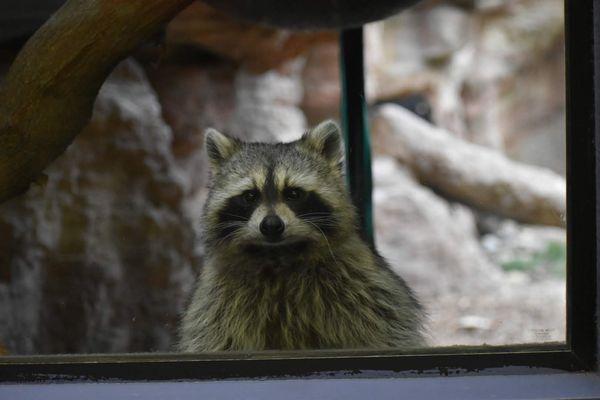 Raccoon