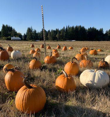 Pumpkins