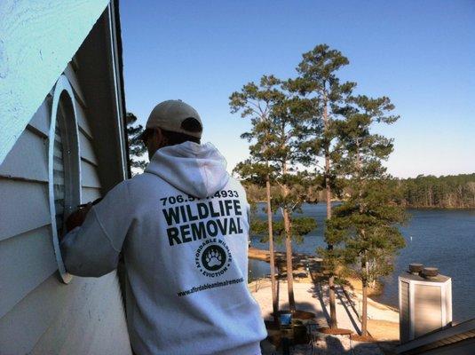 One of our techs sealing around a window so bats can't get back in.