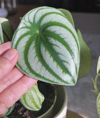 Watermelon Peperomia