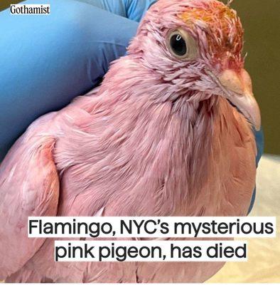 Poor bird,  but just think you maybe dying your hair with the same chemicals that killed this bird