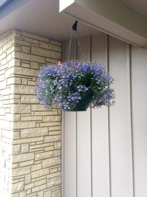 I'm seriously not sure why you would shop anywhere else for hanging flower baskets. Full and beautiful!