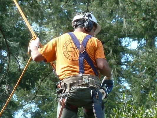 Trimming oak trees