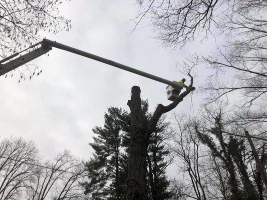 Louisville Tree Service Company With The Largest Staff and Longest History