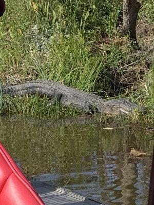 Alligator on the swamp