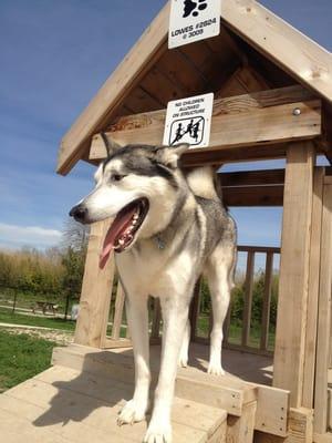 Moose on the awesome puppy playhouse!