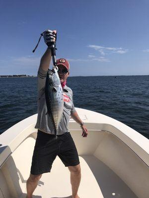 Nice Albie on the fly Rod