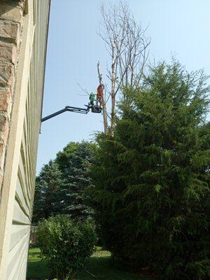 Dean, worked magic on removing this Large dead tree, and his Crew was right there helping him to complete the Job.