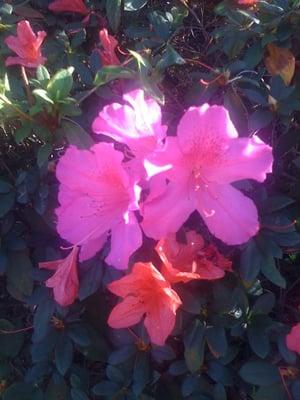 Azaleas