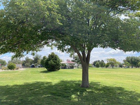 Pavilions and nice shade trees scattered throughout City Park, Hobbs, NM (9/2/2022)