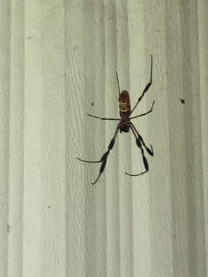 Banana Spider