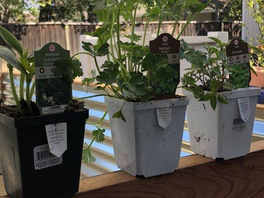 The 4 inch herbs for $3.49 looked healthy.