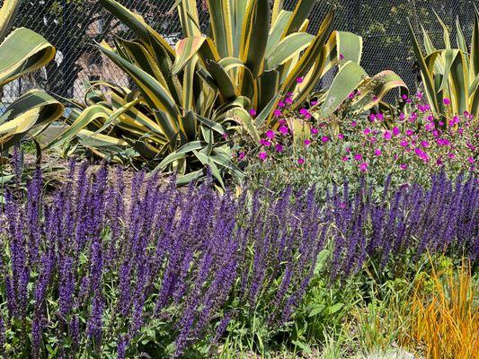 Flowers by tennis courts