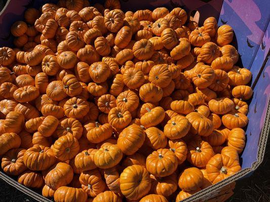 Smaller paper weight pumpkins.