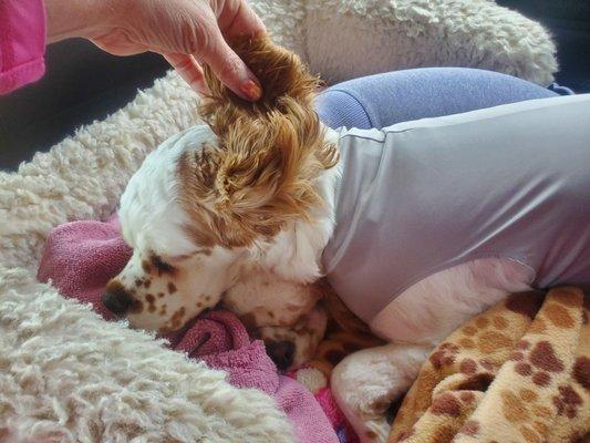 Two pups in surgical suits following spay surgery at Pets R Family.