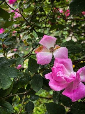 Peach Tree Garden