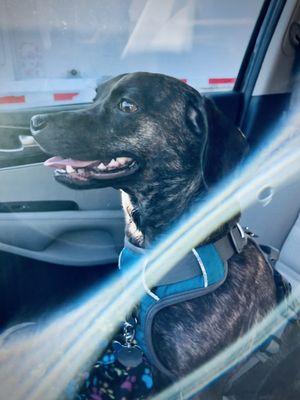 Chase was so happy when he got back to the car! Thank you, Dr. Lee!