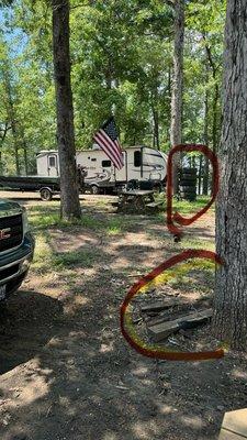 Rotten boards by tree. Neighbors tires piled up against the tree.